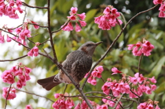 寒緋桜のヒヨドリ