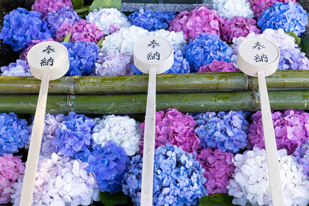 手水鉢の紫陽花