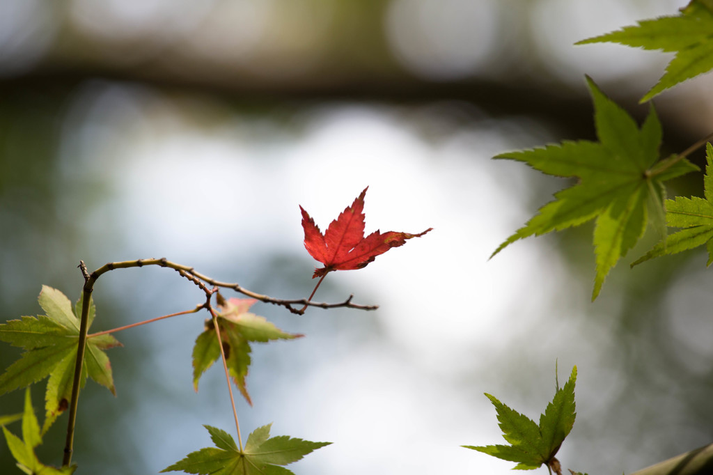 紅一点