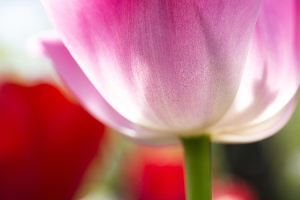 春の彩　チューリップ