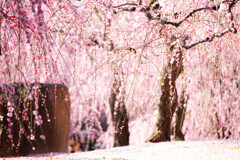 平安京の花見を夢見る。