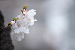 胴吹き桜　Ⅱ