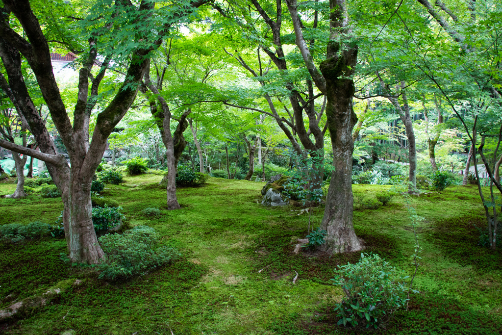 圓光寺にて　Ⅲ