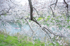 八幡の桜　Ⅰ