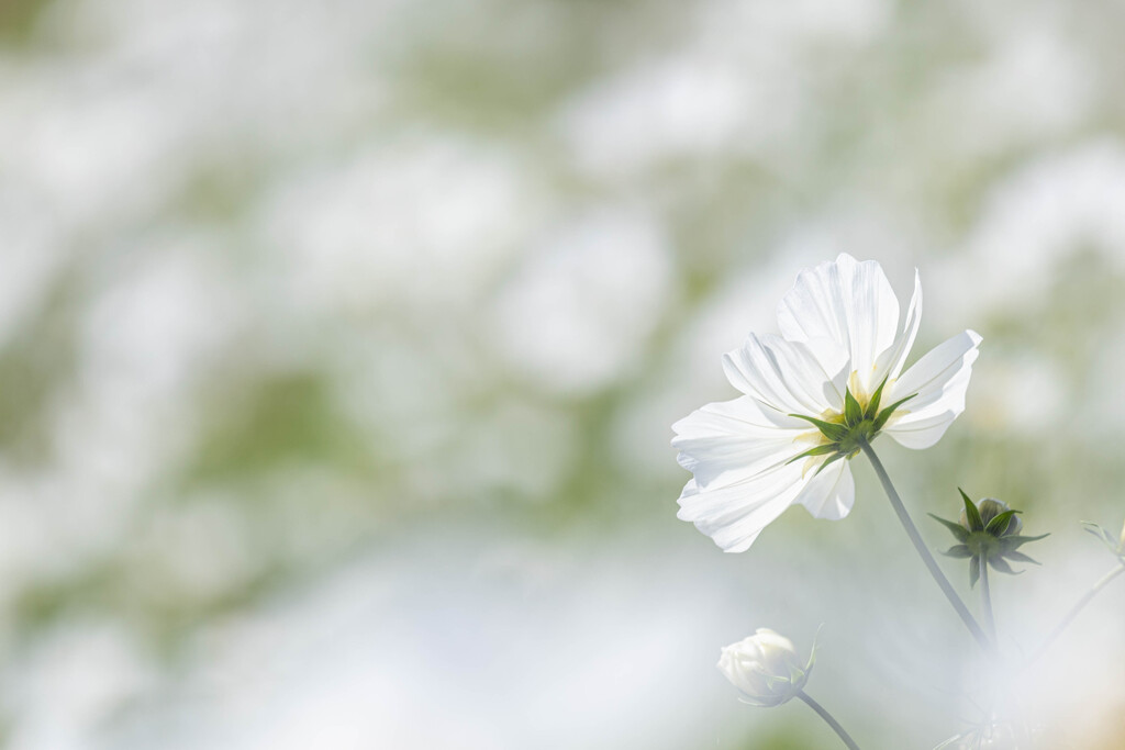 白い秋桜