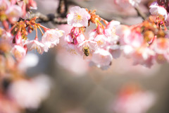 寒桜が咲く。