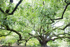 『京都御苑の大きな木』