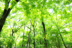 初夏の雑木林で。