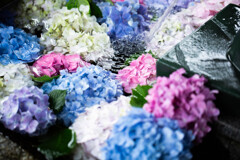 花手水の彩