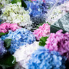 花手水の彩