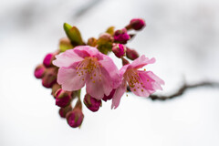 河津桜の花開く。