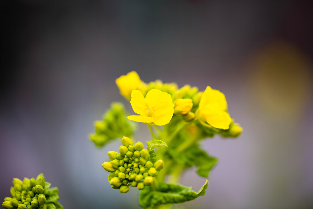 菜の花咲き始めましたね。