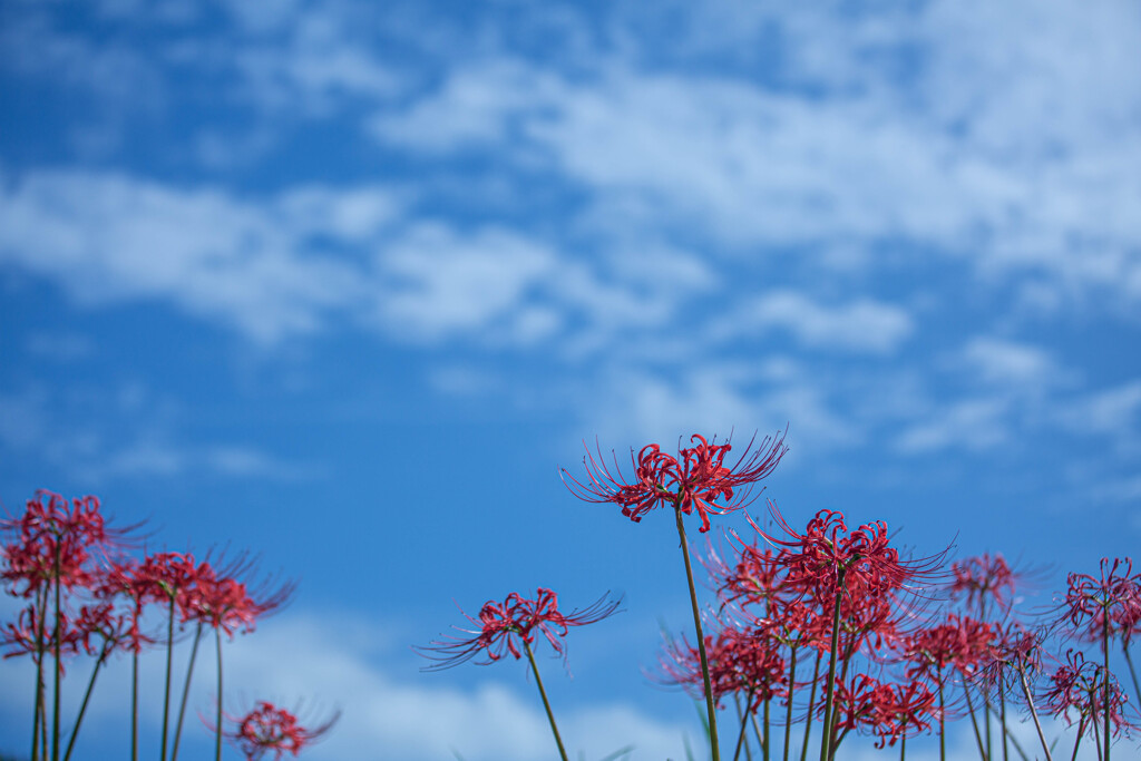 彼岸花と秋の空　Ⅰ