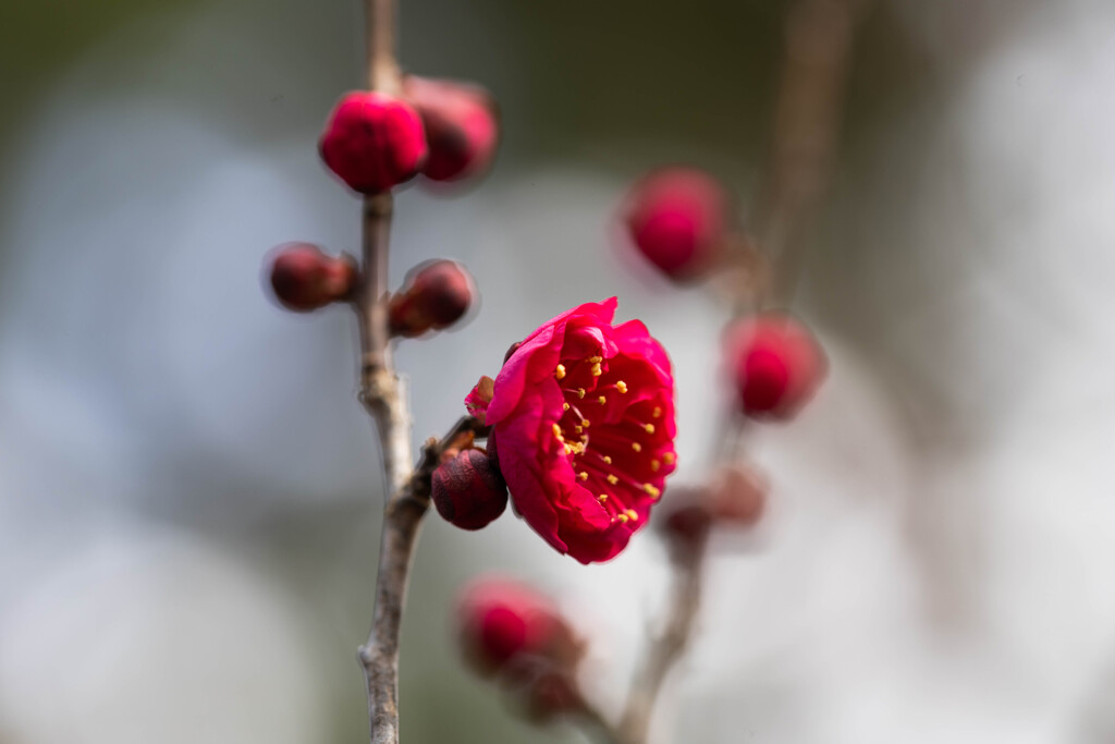紅梅