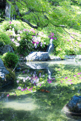 立夏の小川