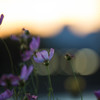 暑かった日の夕暮れ　Ⅳ