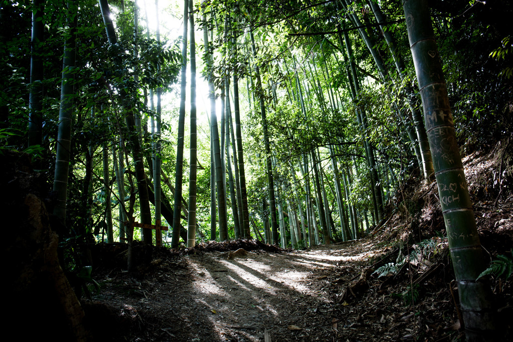 『稲荷山の竹林』