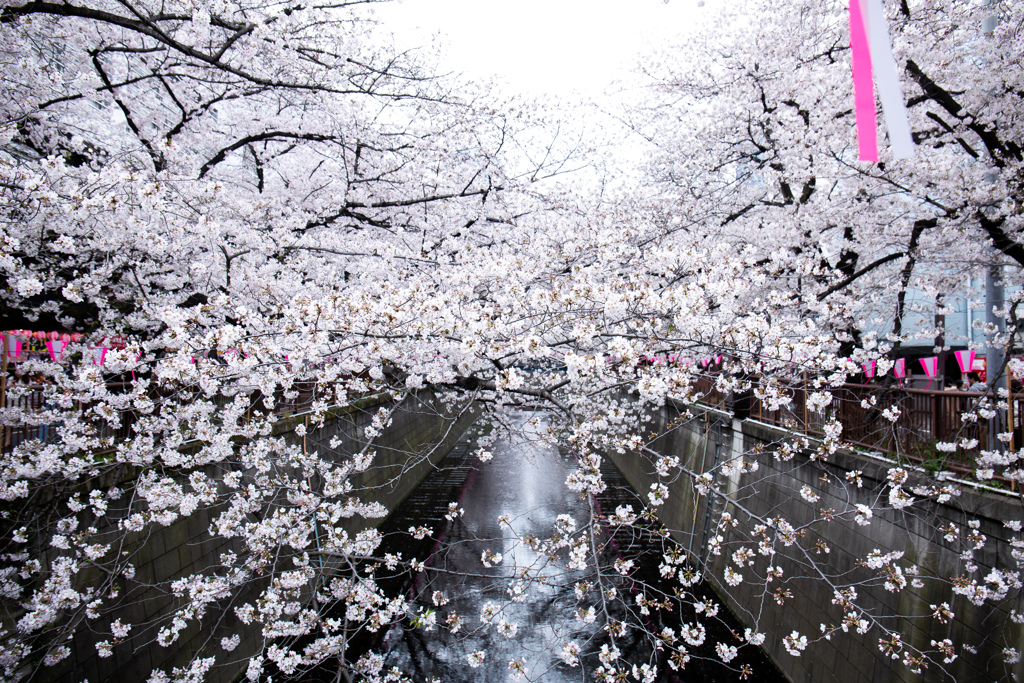 目黒川の桜　Ⅳ