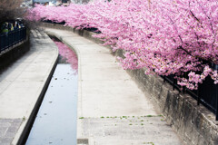 淀水路の河津桜