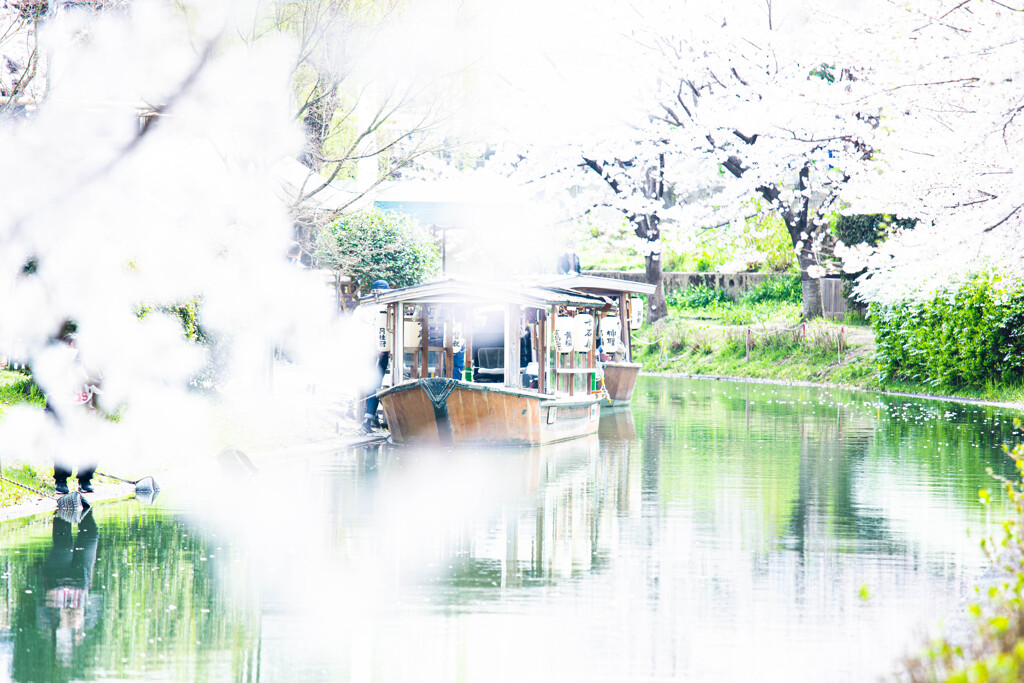 桜の季節_京都伏見