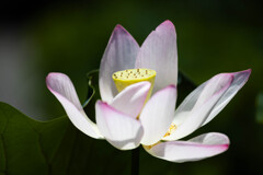 極楽浄土の花　Ⅱ