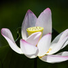 極楽浄土の花　Ⅱ