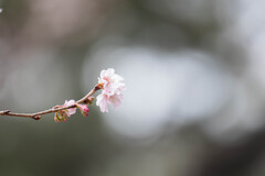 十月桜の息吹き