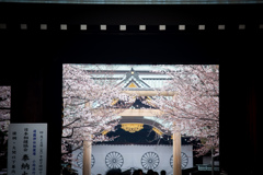 靖国神社の春　Ⅰ