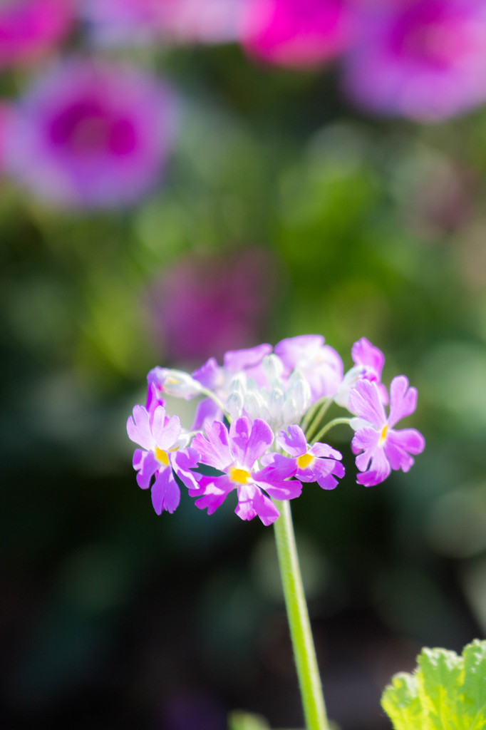 春の花