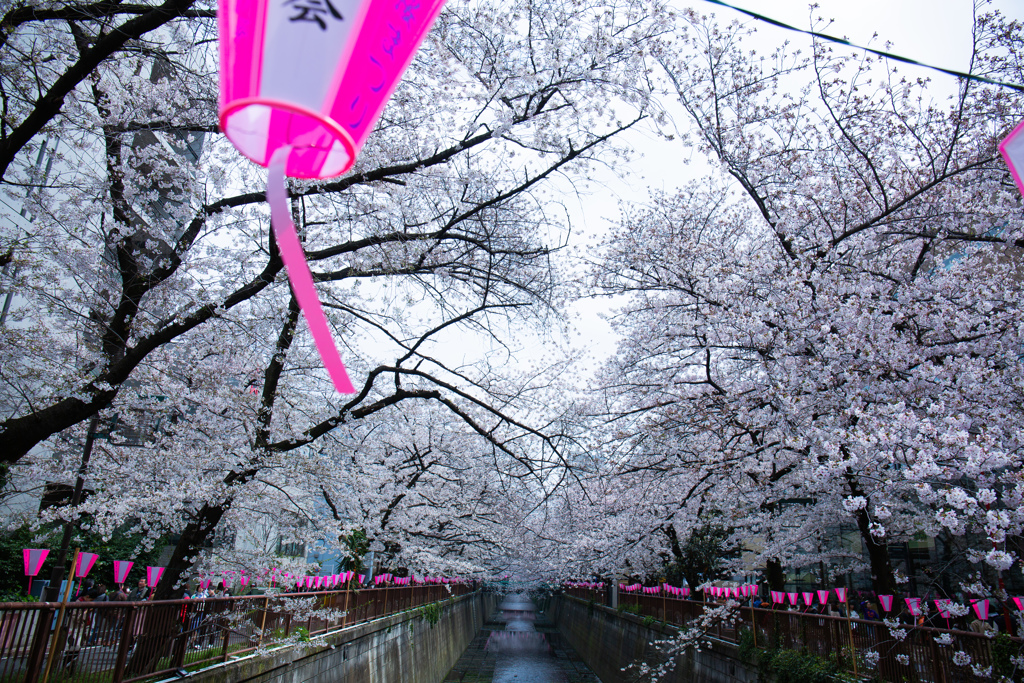 目黒川の桜　Ⅴ
