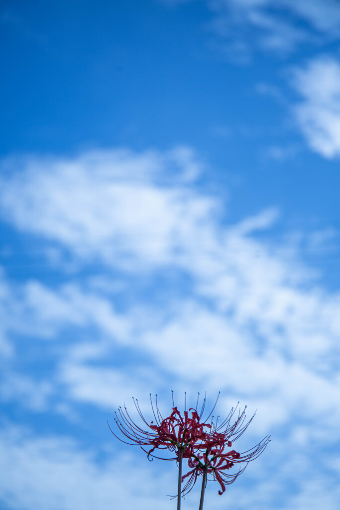 彼岸花と秋の空　Ⅱ