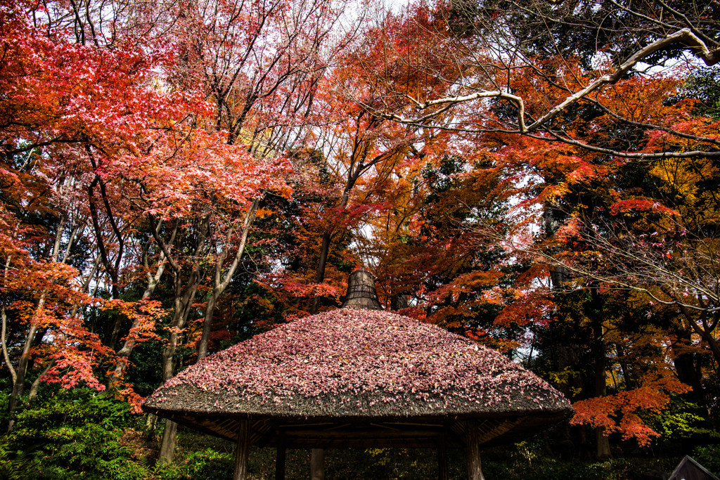 屋根を染める紅