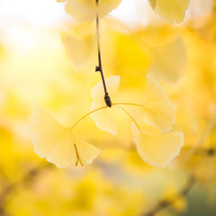 Yellow Magic