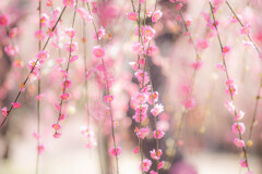 春よ、来い