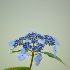 ガクアジサイの花