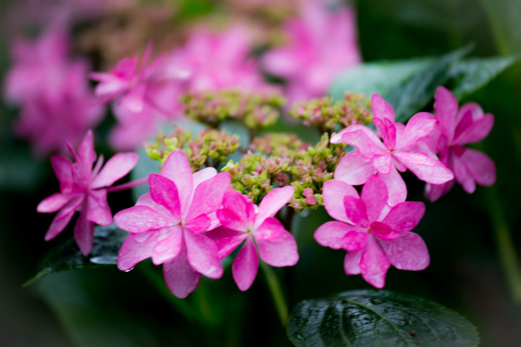 花の冠