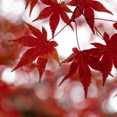 紅葉