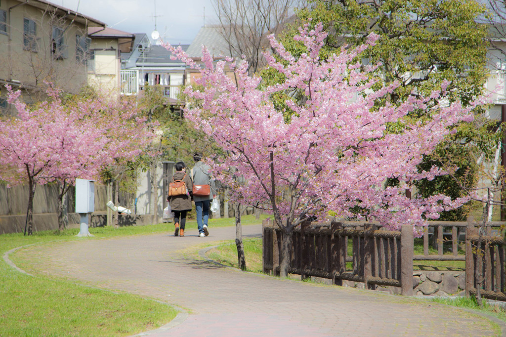 早咲きの桜Ⅲ