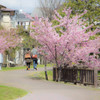 早咲きの桜Ⅲ