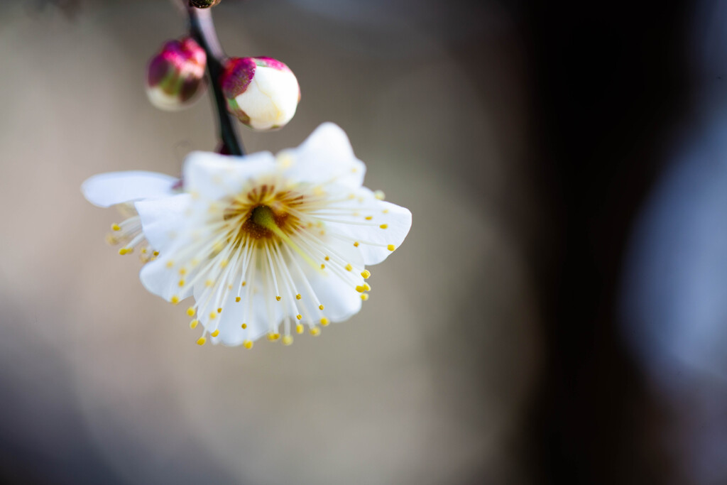 白梅の香り　Ⅰ