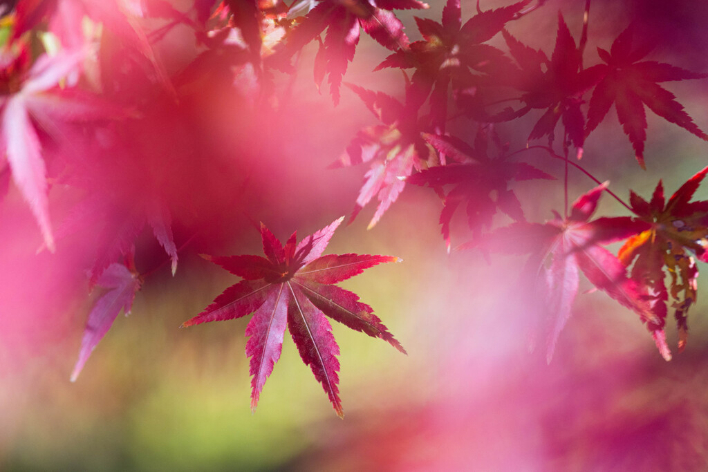 東福寺で撮った紅葉