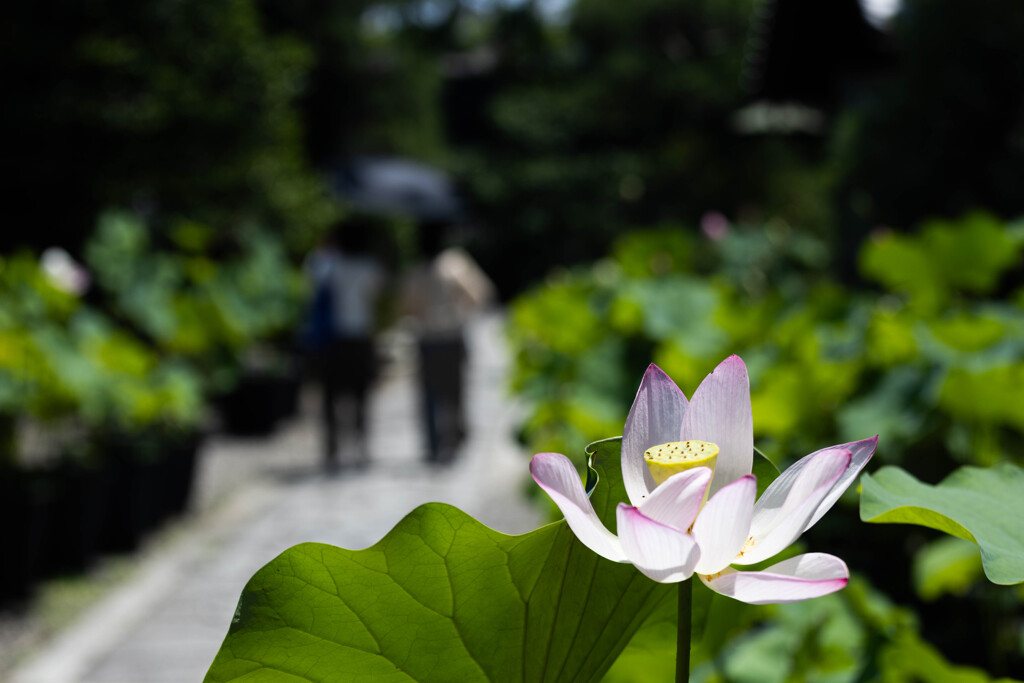 夏に咲く。