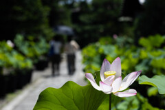 夏に咲く。