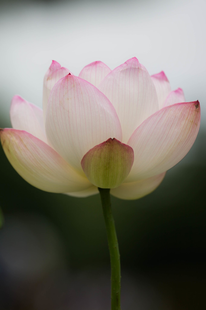 浄土の花