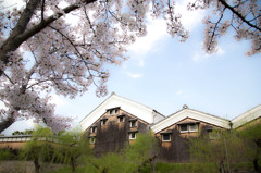 伏見の春景　－酒蔵と桜