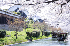 伏見 春の十石舟