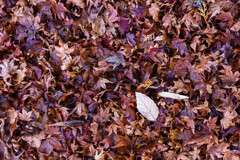 落葉のメロディ