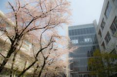 入学式の日