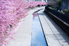 淀水路の河津桜