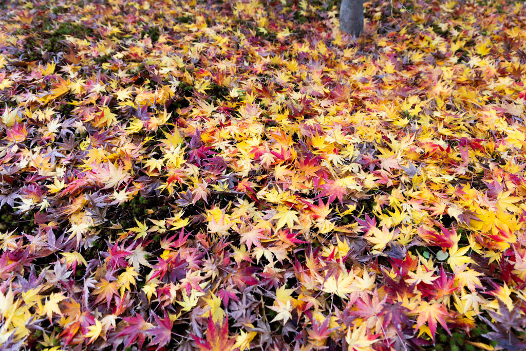 散りもみじの彩　Ⅱ